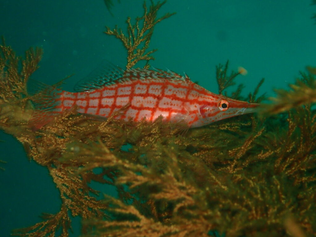 クダゴンベ（ノース）｜かっちゃでダイビング｜ダイビングプロショップパル｜2025/09/27