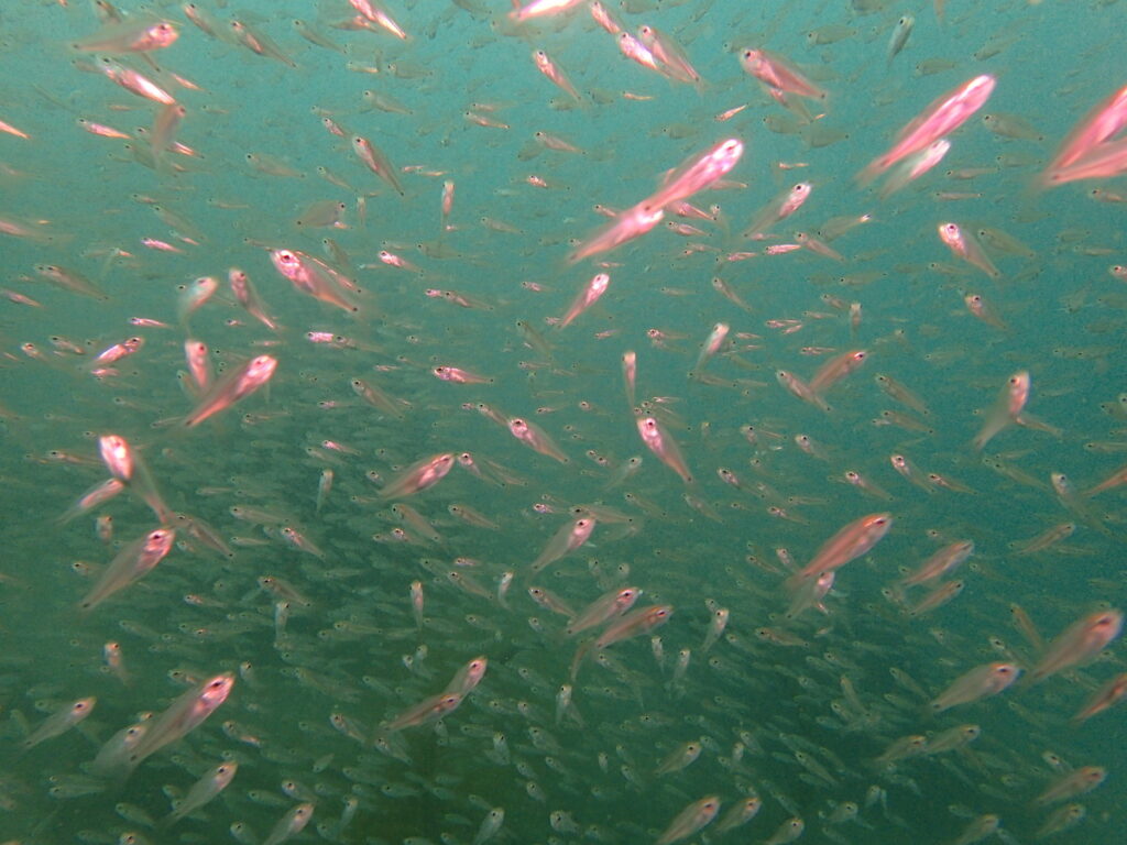 ネンブツダイ（ノース）｜かっちゃでダイビング｜ダイビングプロショップパル｜2025/09/27