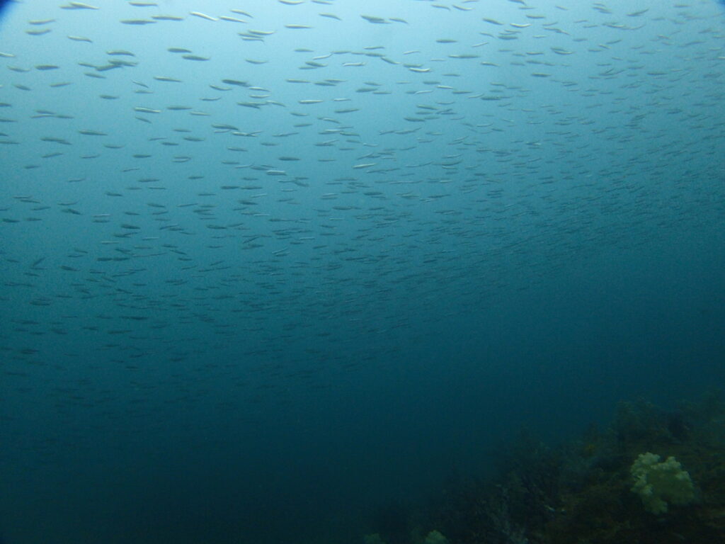 キビナゴ大群（ボッケ）｜かっちゃでダイビング｜ダイビングプロショップパル｜2025/09/27