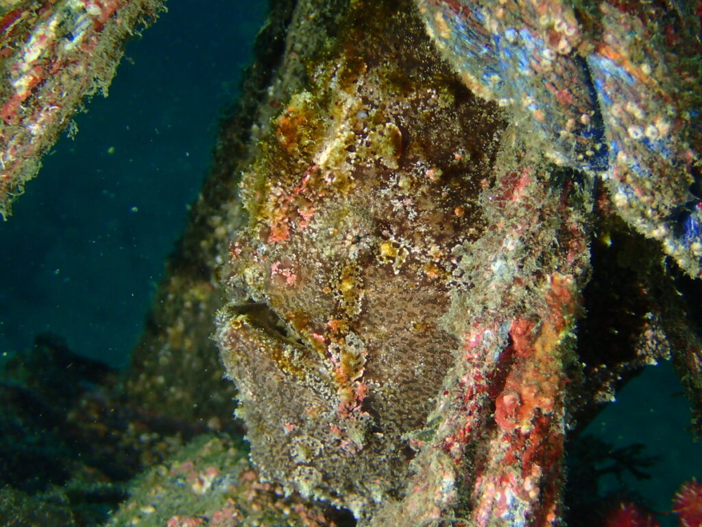 ソウシカエルアンコウ｜かっちゃでダイビング｜ダイビングプロショップパル｜2025/09/27