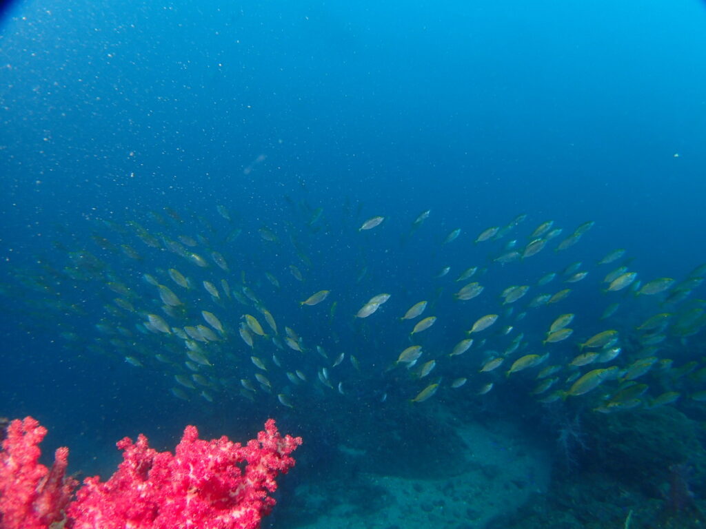 アイゴの群れ｜かっちゃま（房総）｜ノースエンド｜ダイビングプロショップ パル｜2025/12/06