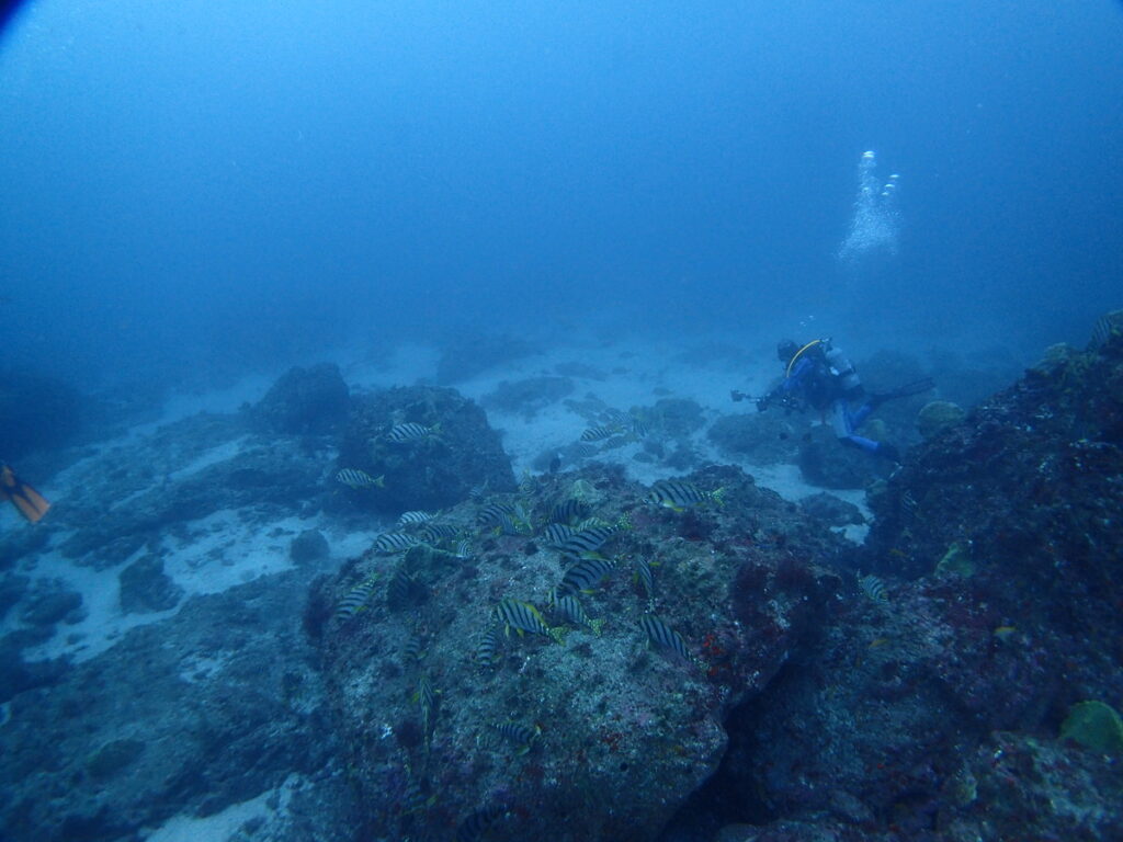 タカノハダイのコロニー｜西川名（房総）｜ダイビングプロショップパル｜2025/11/23