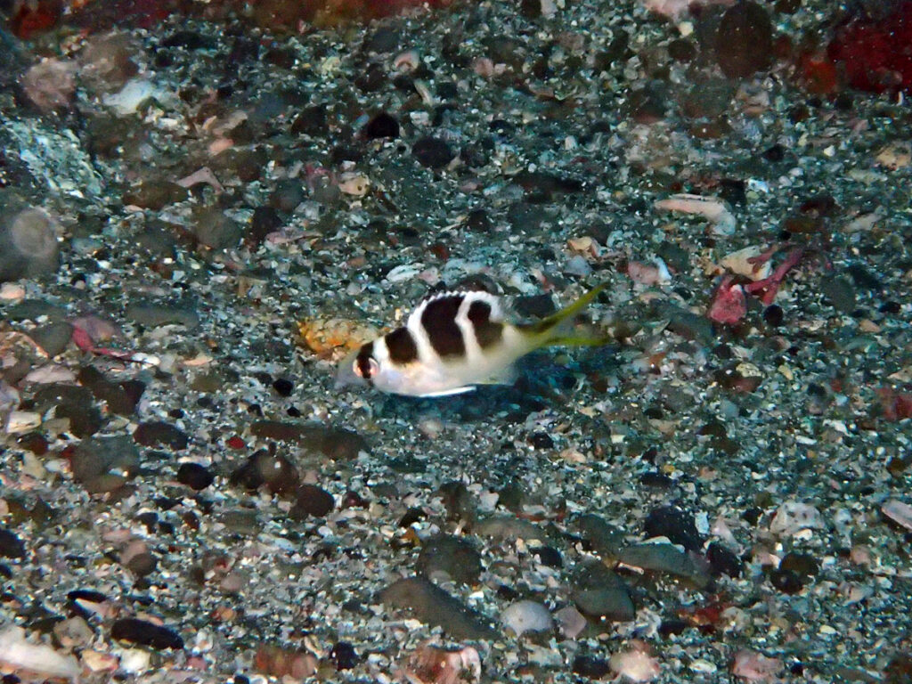 ヨコシマクロダイ｜西川名（房総）｜ダイビングプロショップパル｜2025/11/23