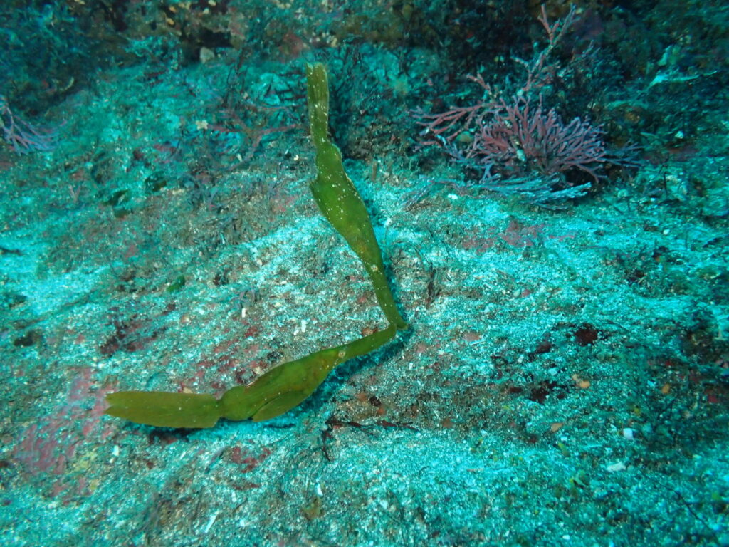 カミソリウオ｜西川名（房総）｜ダイビングプロショップパル｜2025/11/23