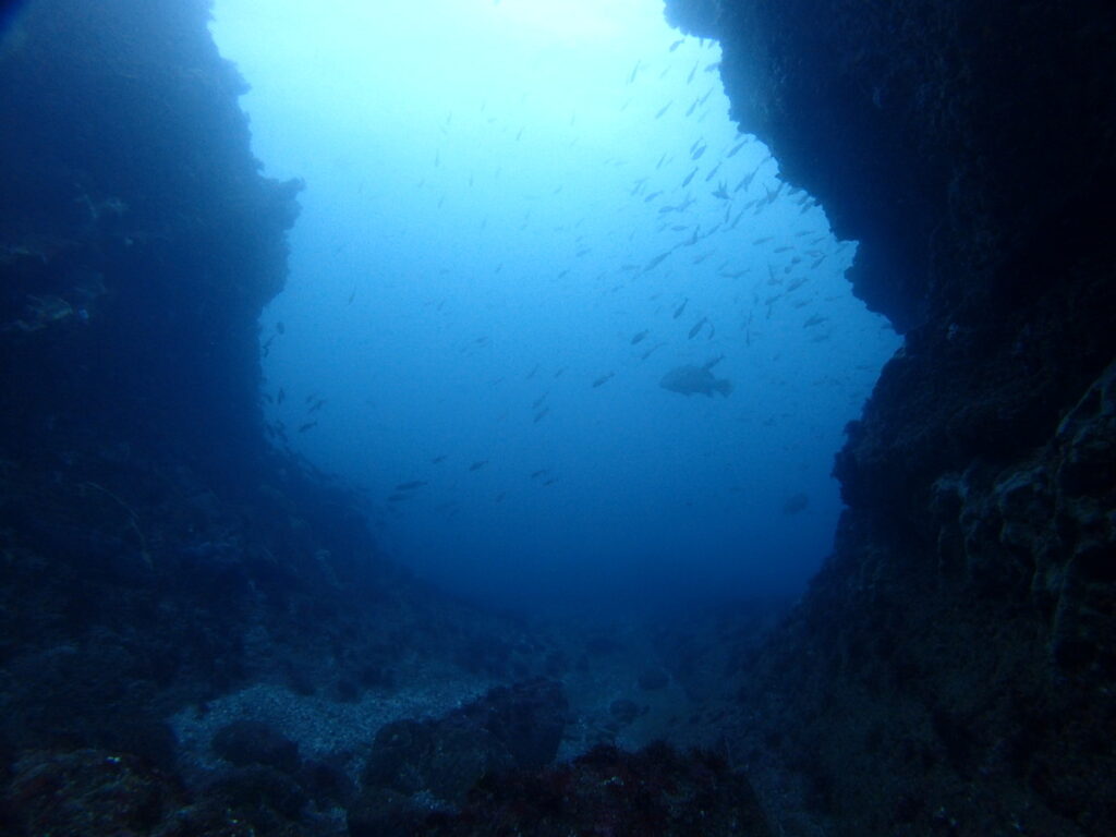 クエ｜西川名（房総）｜ダイビングプロショップパル｜2025/11/23