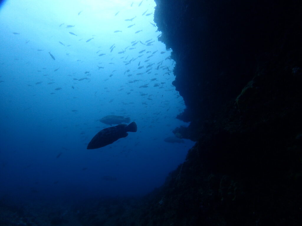 クエ｜西川名（房総）｜ダイビングプロショップパル｜2025/11/23