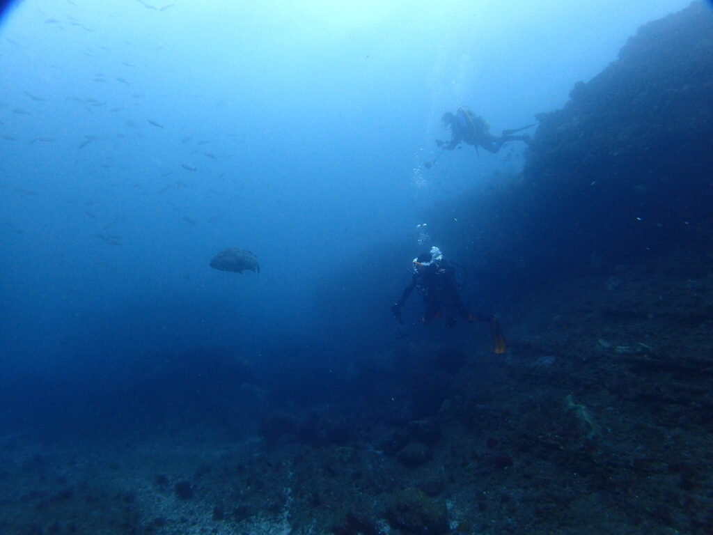 クエ｜西川名（房総）｜ダイビングプロショップパル｜2025/11/23