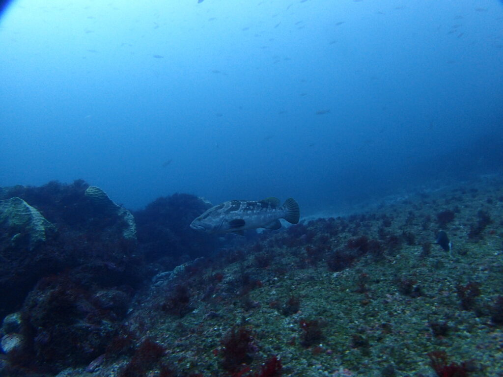 クエ｜西川名（房総）｜ダイビングプロショップパル｜2025/11/23