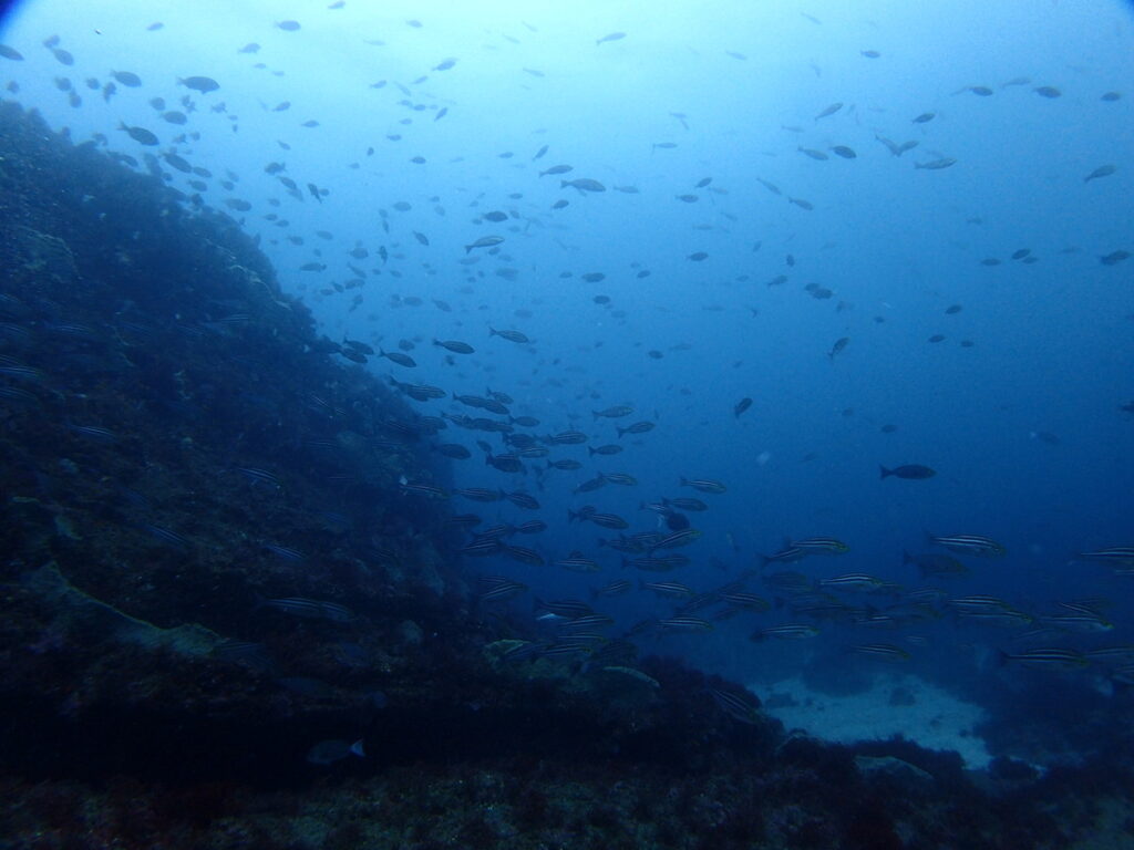 イサキ｜西川名（房総）｜ダイビングプロショップパル｜2025/11/23