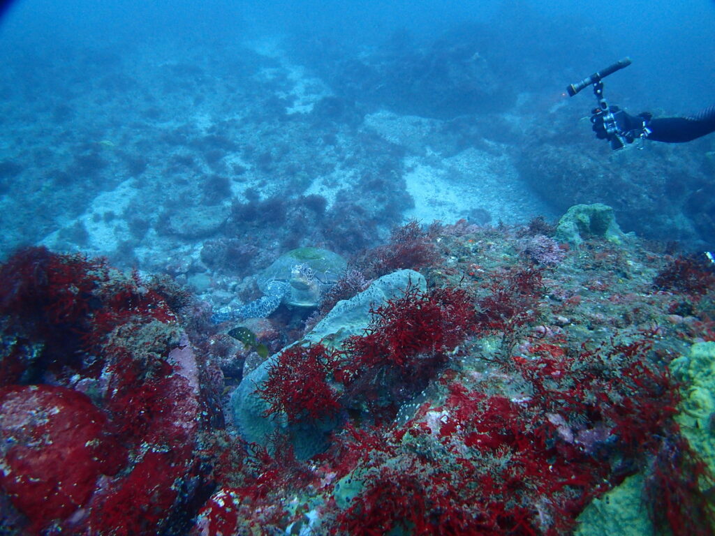 アオウミガメ｜西川名（房総）｜ダイビングプロショップパル｜2025/11/23