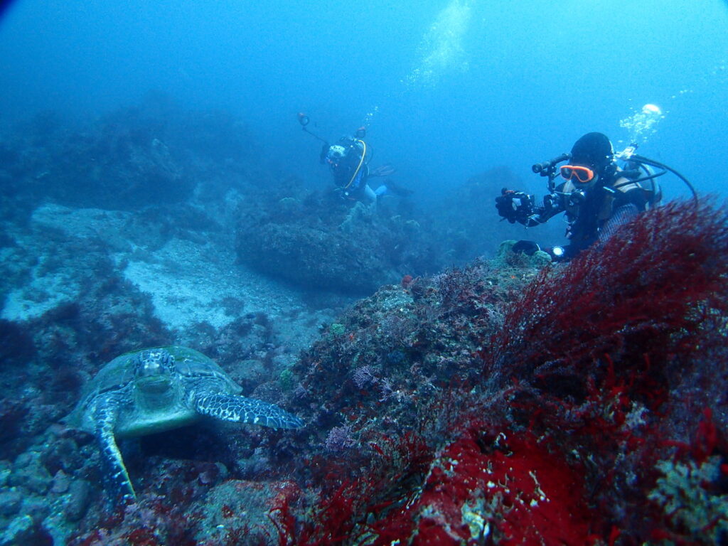 アオウミガメ｜西川名（房総）｜ダイビングプロショップパル｜2025/11/23