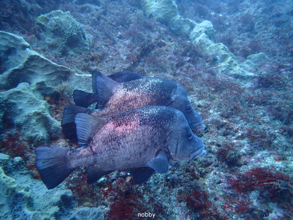 ヒゲダイ｜西川名（房総）｜ダイビングプロショップパル｜2025/11/23