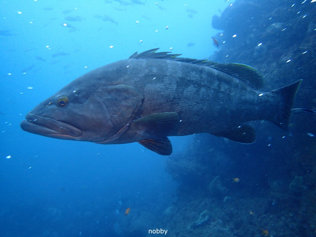 モロコ｜西川名（房総）｜ダイビングプロショップパル｜2025/11/23