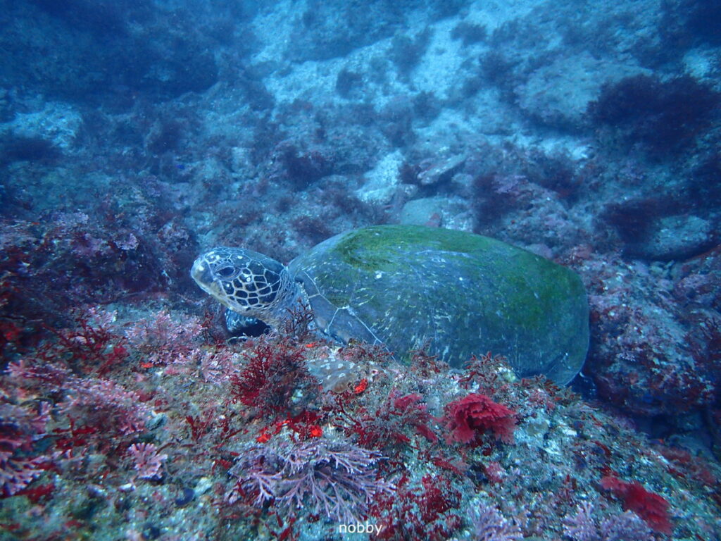 アオウミガメ｜西川名（房総）｜ダイビングプロショップパル｜2025/11/23