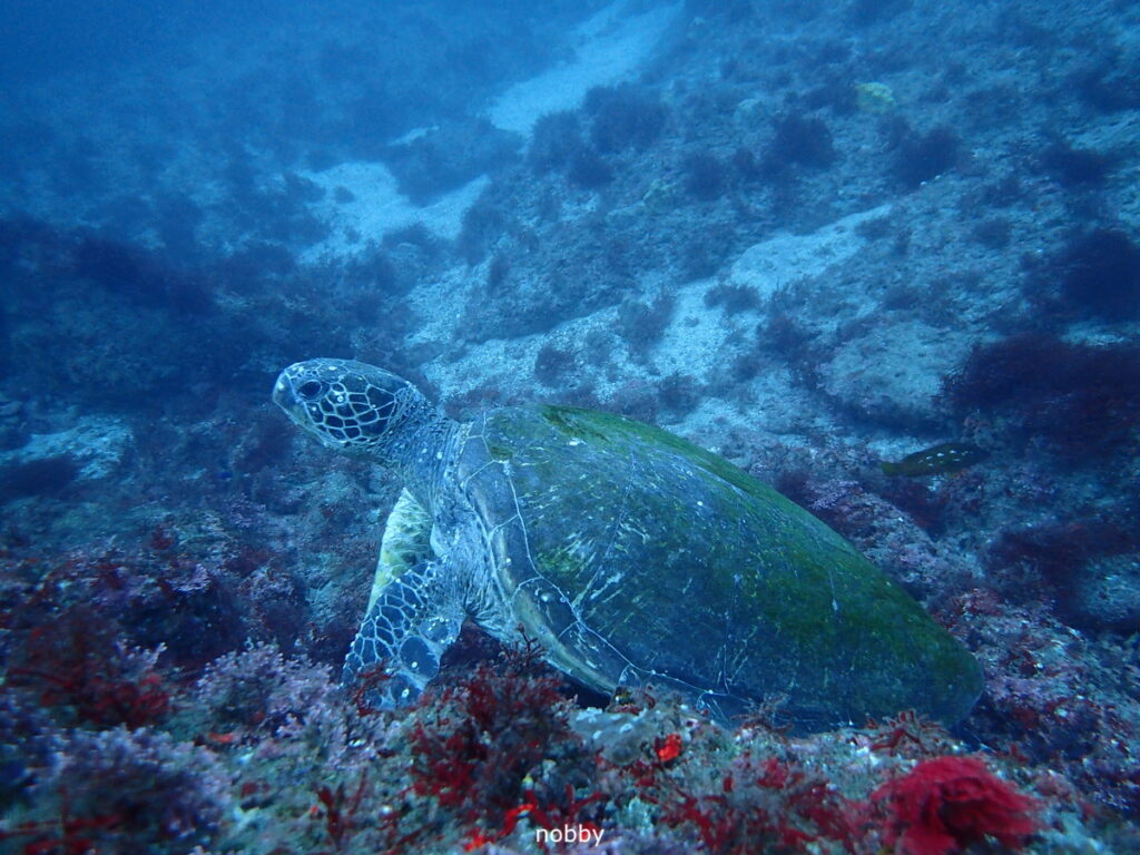 アオウミガメ｜西川名（房総）｜ダイビングプロショップパル｜2025/11/23