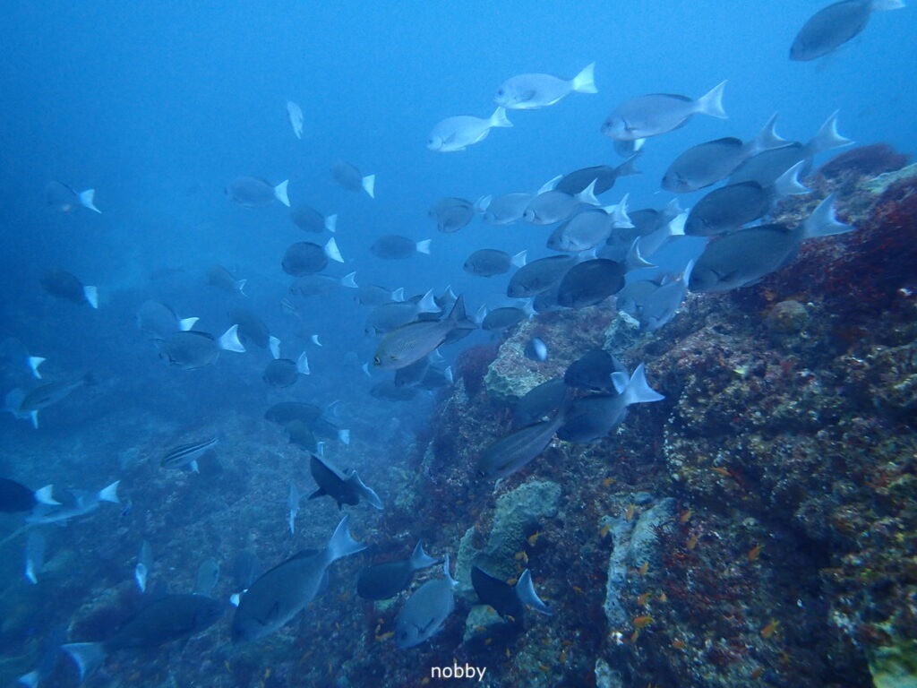 メジナ｜西川名（房総）｜ダイビングプロショップパル｜2025/11/23