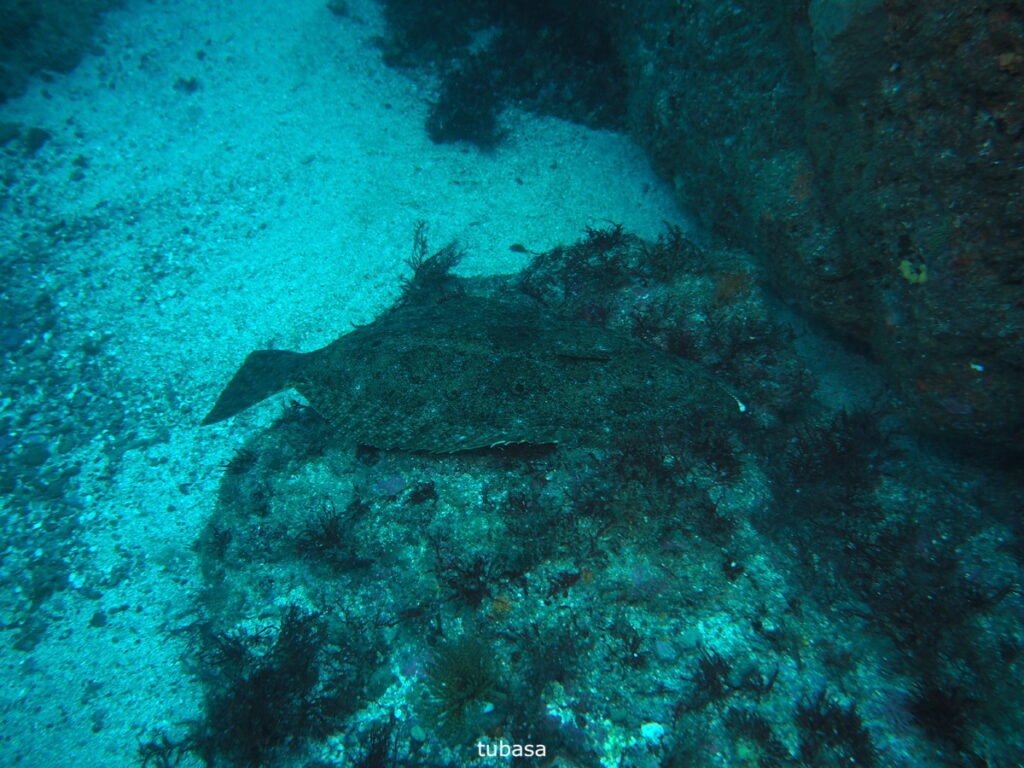 ヒラメ｜西川名（房総）｜ダイビングプロショップパル｜2025/11/23