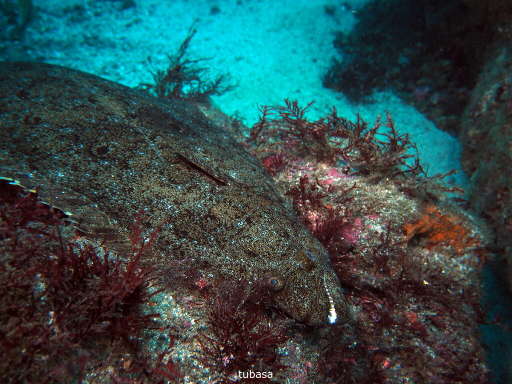 ヒラメ｜西川名（房総）｜ダイビングプロショップパル｜2025/11/23