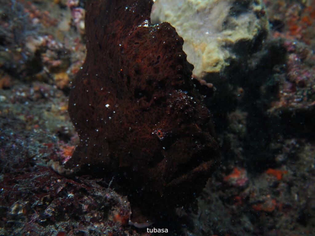 オオモンカエルアンコウ｜西川名（房総）｜ダイビングプロショップパル｜2025/11/23