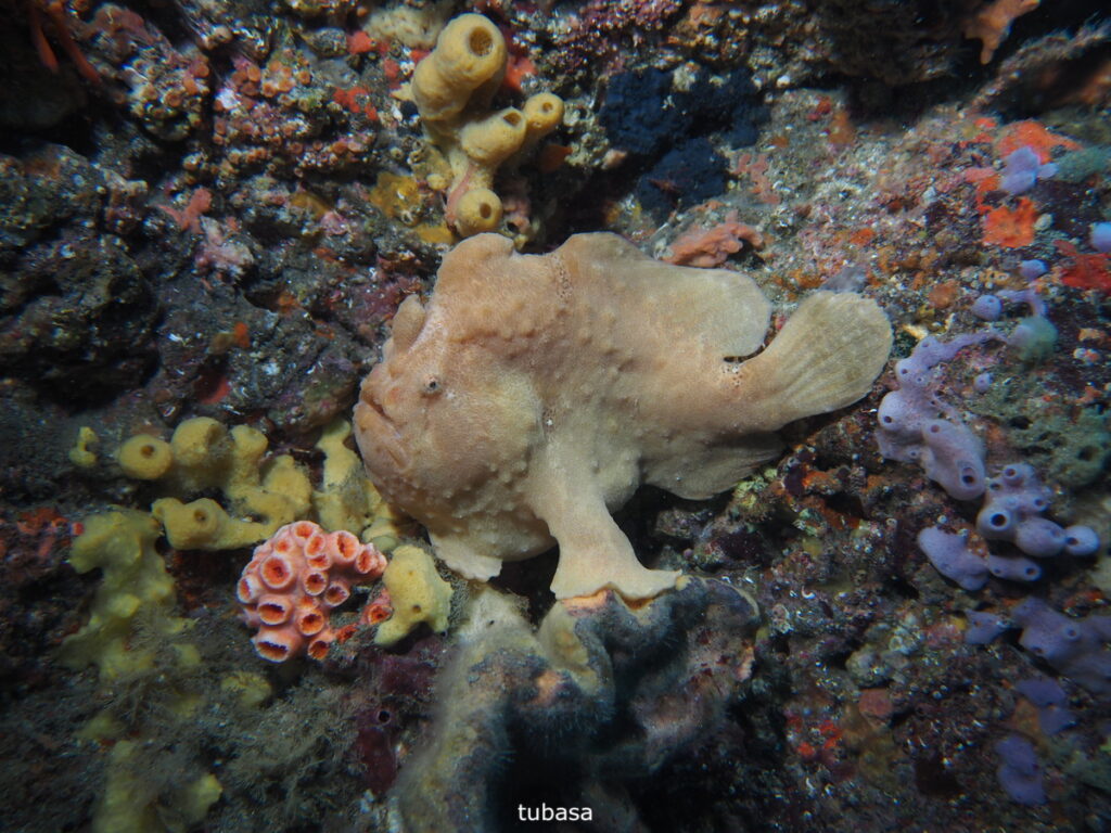 オオモンカエルアンコウ｜西川名（房総）｜ダイビングプロショップパル｜2025/11/23