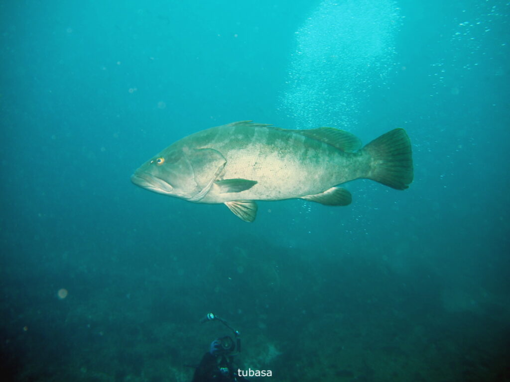 モロコ｜西川名（房総）｜ダイビングプロショップパル｜2025/11/23