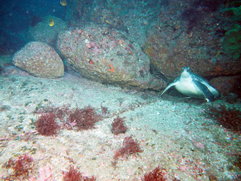 アオウミガメ｜西川名（房総）｜ダイビングプロショップパル｜2025/11/23