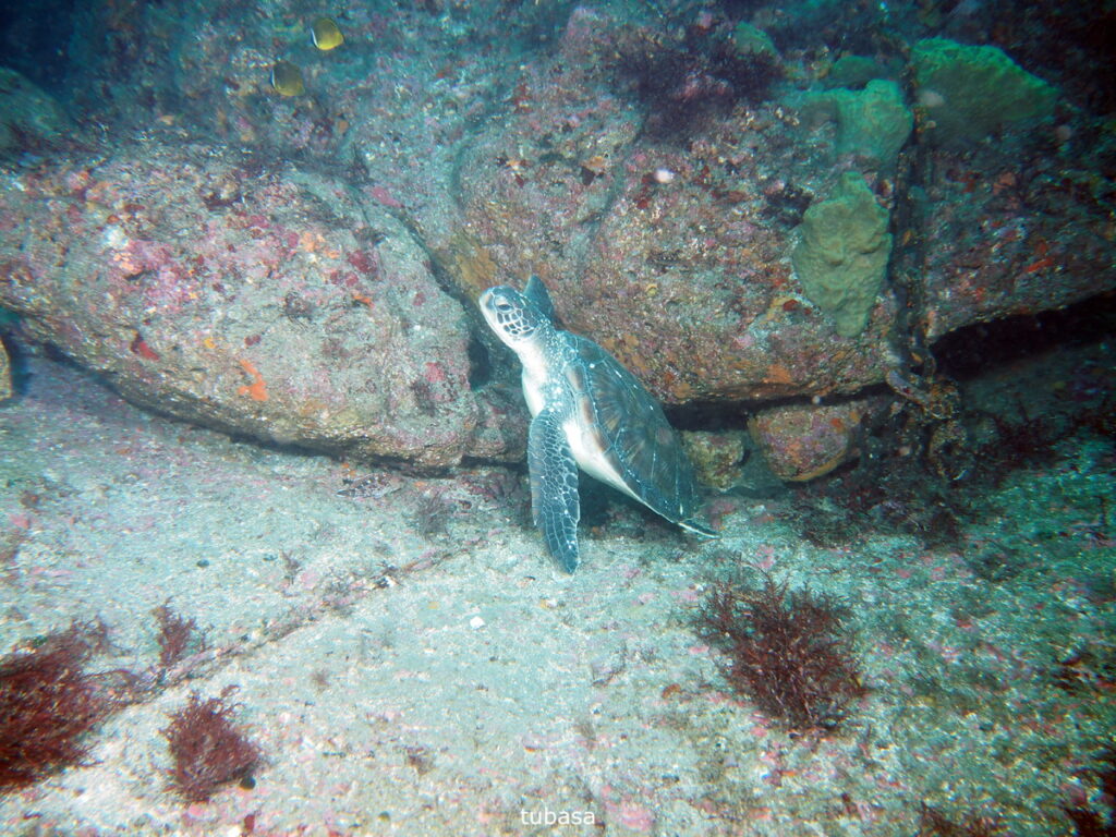 アオウミガメ｜西川名（房総）｜ダイビングプロショップパル｜2025/11/23