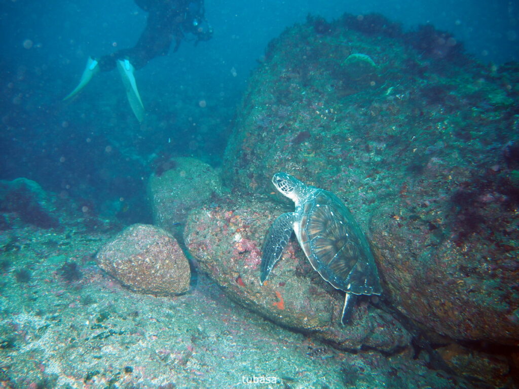 アオウミガメ｜西川名（房総）｜ダイビングプロショップパル｜2025/11/23