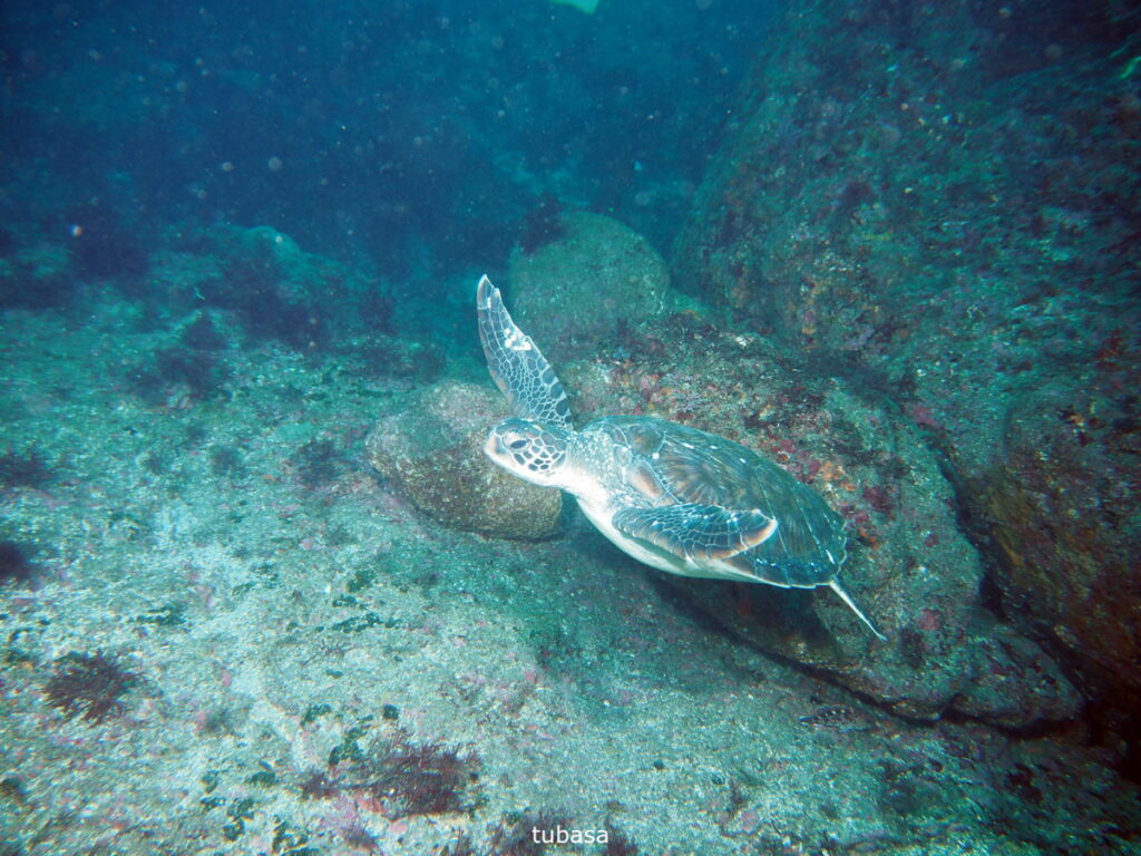 アオウミガメ｜西川名（房総）｜ダイビングプロショップパル｜2025/11/23