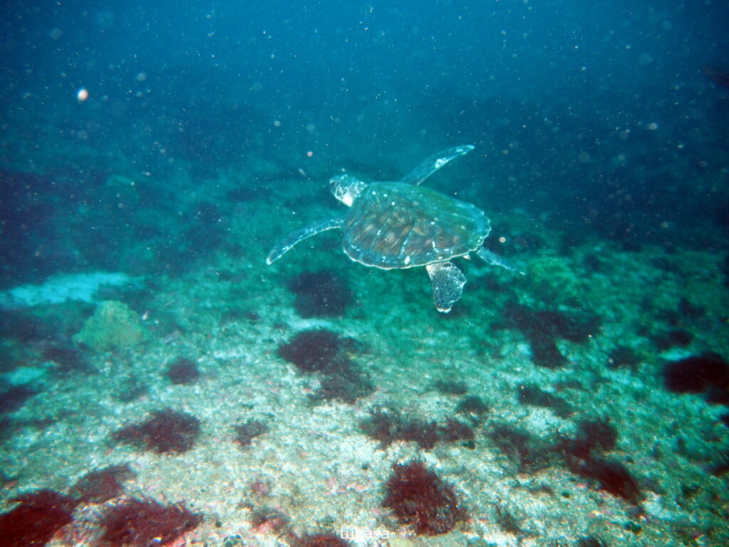 アオウミガメ｜西川名（房総）｜ダイビングプロショップパル｜2025/11/23
