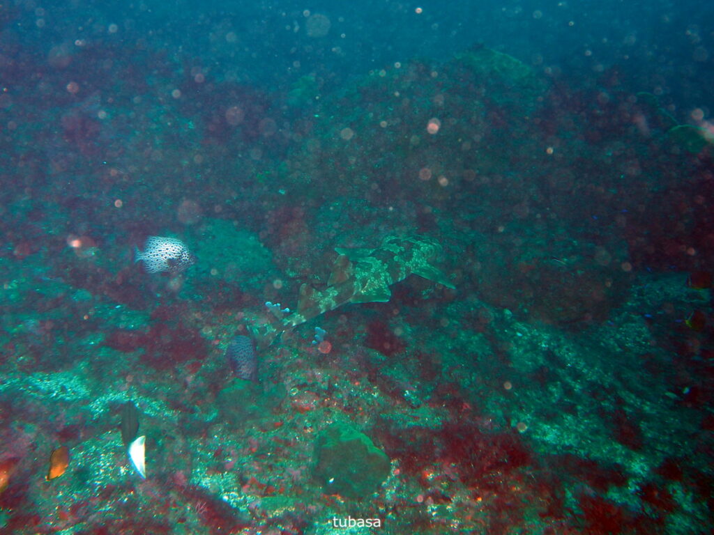 オオセ｜西川名（房総）｜ダイビングプロショップパル｜2025/11/23