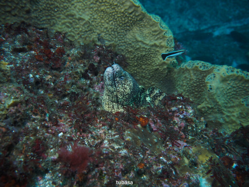 ウツボ｜西川名（房総）｜ダイビングプロショップパル｜2025/11/23