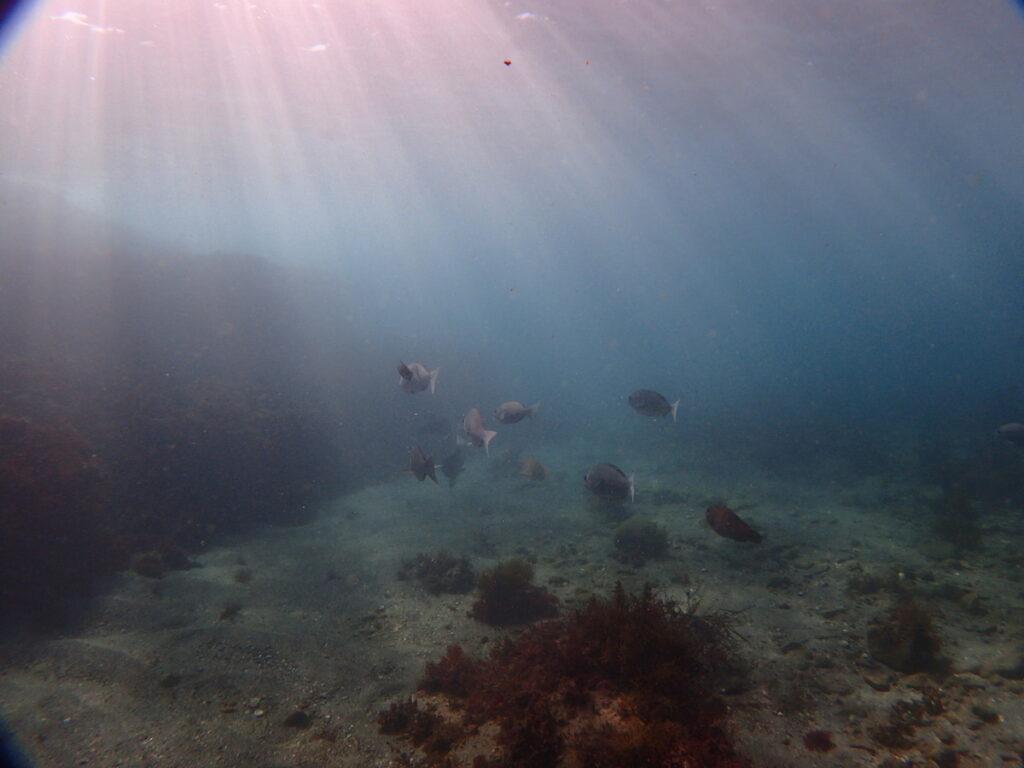 勝浦 志村ビーチ｜アドバンスコース｜2025/11/24｜ダイビングプロショップ パル