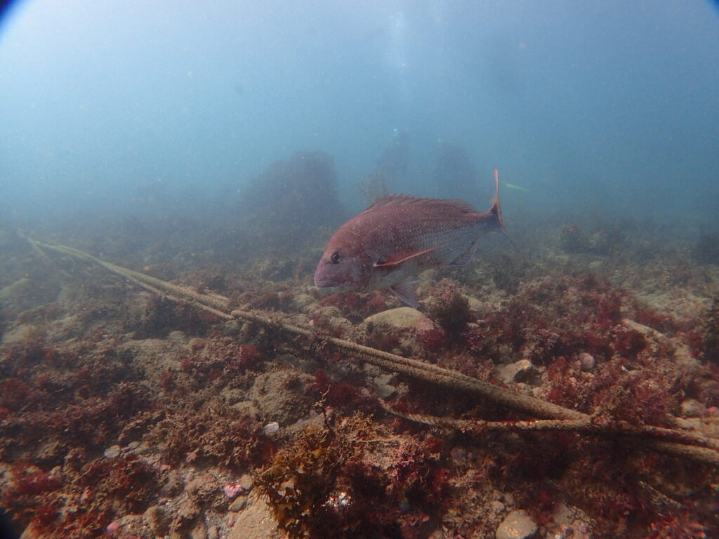 勝浦 志村ビーチ｜アドバンスコース｜2025/11/24｜ダイビングプロショップ パル