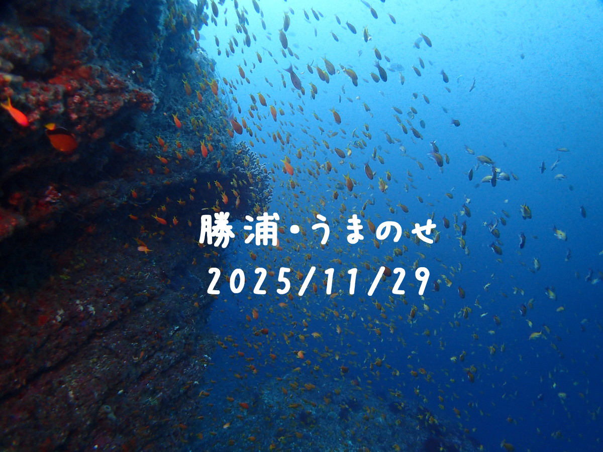 勝浦 ウマノセ（房総）｜2025/11/29