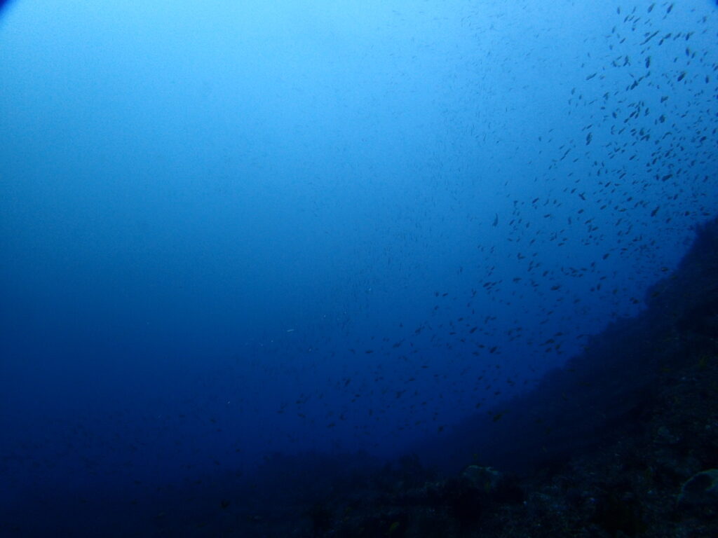 勝浦（房総）ウマノセ｜ダイビング｜ダイビングプロショップパル｜2025/11/29