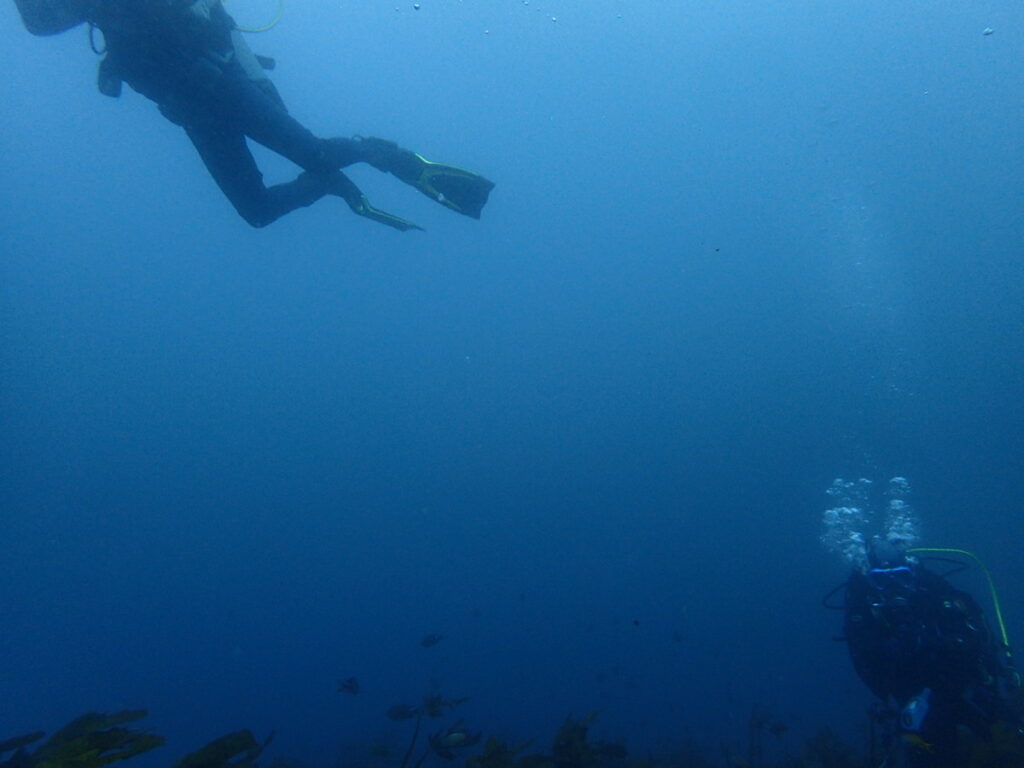 勝浦（房総）ウマノセ｜ダイビング｜ダイビングプロショップパル｜2025/11/29