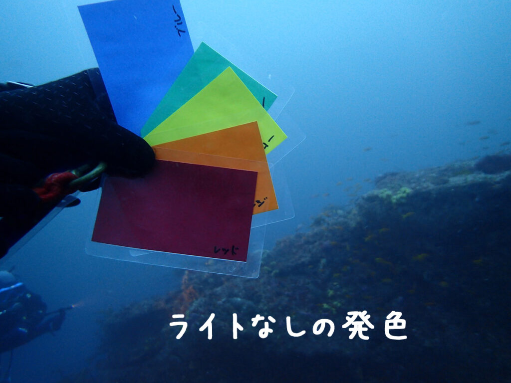 勝浦（房総）ウマノセ｜ダイビング｜ダイビングプロショップパル｜2025/11/29