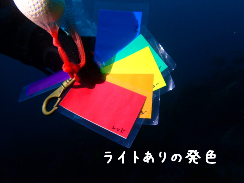 勝浦（房総）ウマノセ｜ダイビング｜ダイビングプロショップパル｜2025/11/29