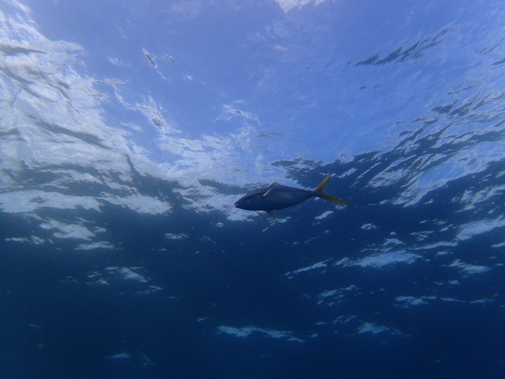 ツムブリ｜勝浦（房総）ウマノセ｜ダイビング｜ダイビングプロショップパル｜2025/11/29