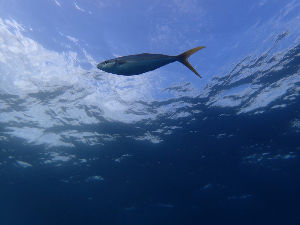 ツムブリ｜勝浦（房総）ウマノセ｜ダイビング｜ダイビングプロショップパル｜2025/11/29