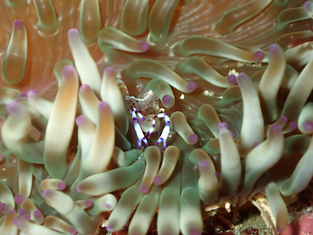 アカホシカクレエビ｜西川名（房総）でダイビング｜ダイビングプロショップ パル｜2025/12/13