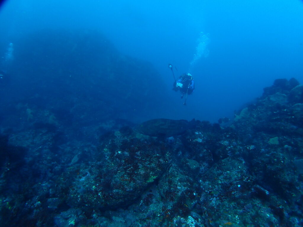 クエ（モロコ）｜西川名（房総）でダイビング｜ダイビングプロショップ パル｜2025/12/13