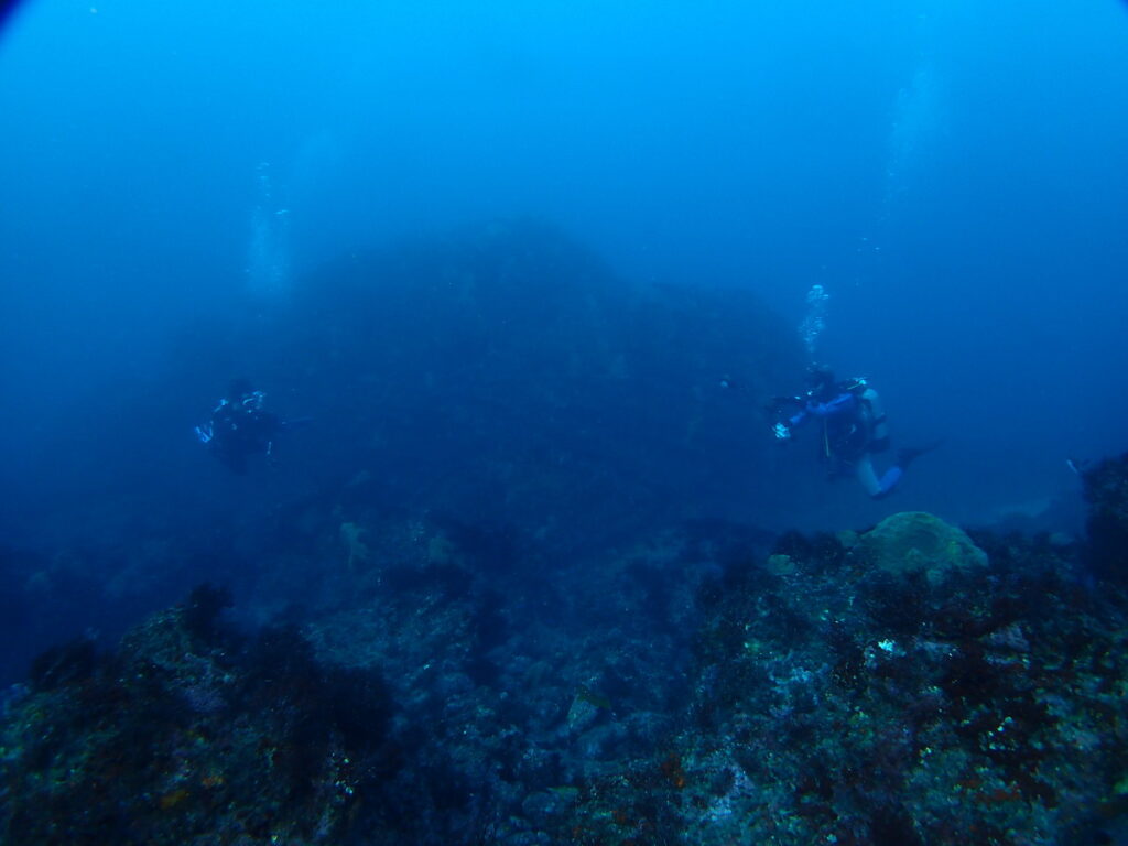 ｜西川名（房総）でダイビング｜ダイビングプロショップ パル｜2025/12/13