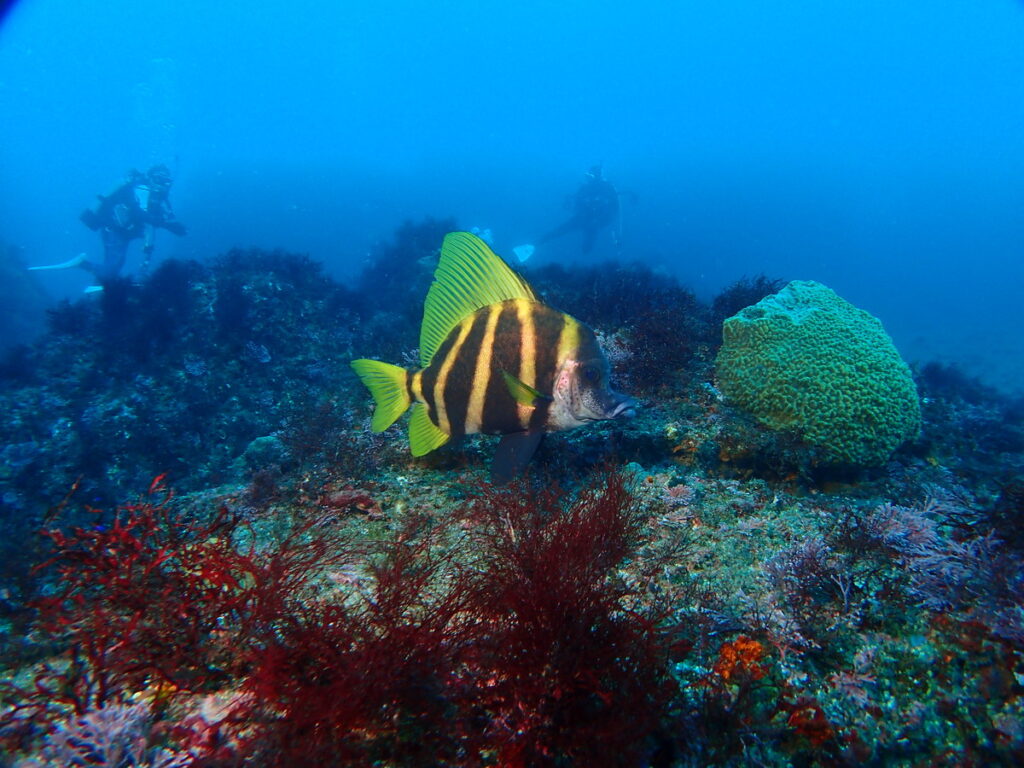 テングダイ｜西川名（房総）でダイビング｜ダイビングプロショップ パル｜2025/12/13