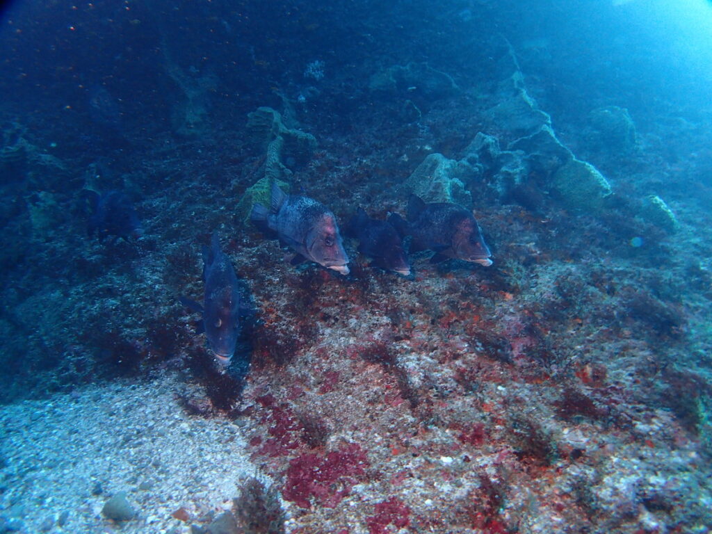 ヒゲダイ整列｜西川名（房総）でダイビング｜ダイビングプロショップ パル｜2025/12/13