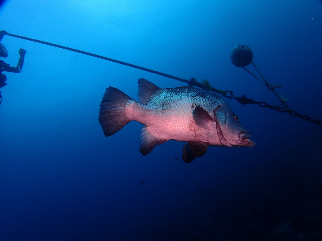 ヒゲダイ｜西川名（房総）でダイビング｜ダイビングプロショップ パル｜2025/12/13