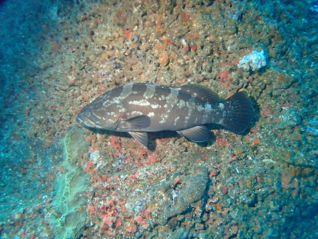 クエ（モロコ）｜西川名（房総）でダイビング｜ダイビングプロショップ パル｜2025/12/13