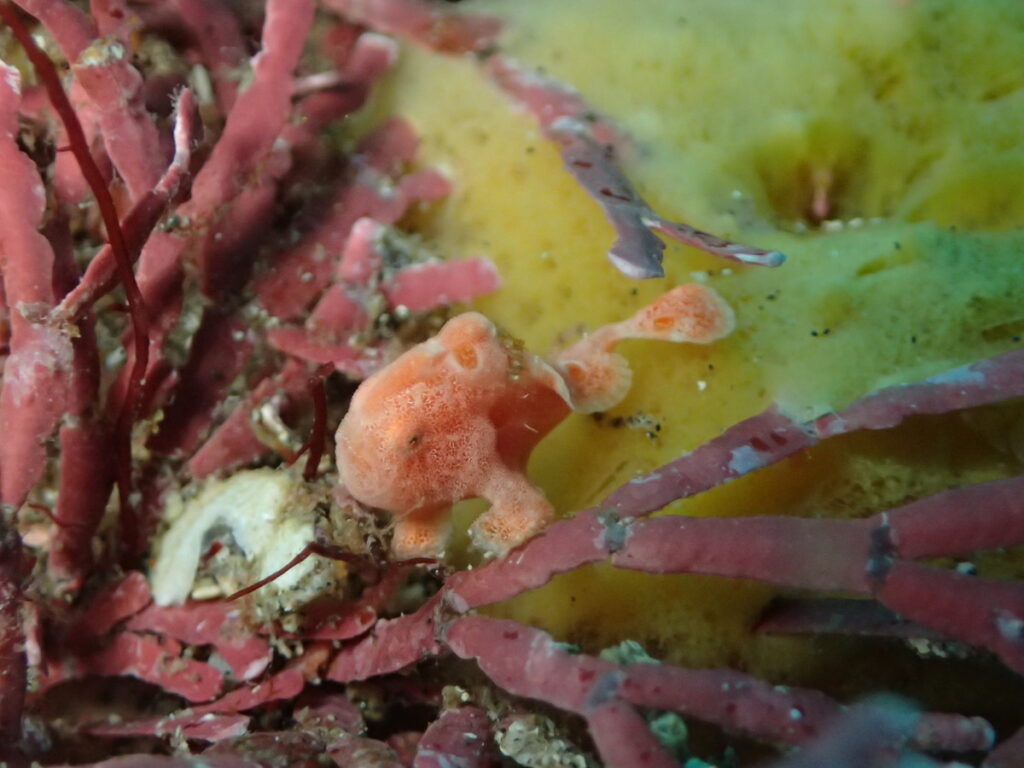 オオモンカエルアンコウ（1cm）｜西川名（房総）でダイビング｜ダイビングプロショップ パル｜2025/12/13