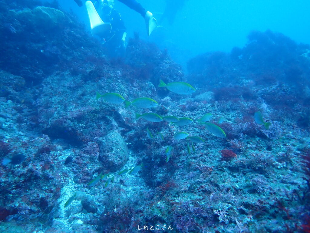 アイゴ（しれとこさん）｜西川名（房総）でダイビング｜ダイビングプロショップ パル｜2025/12/13